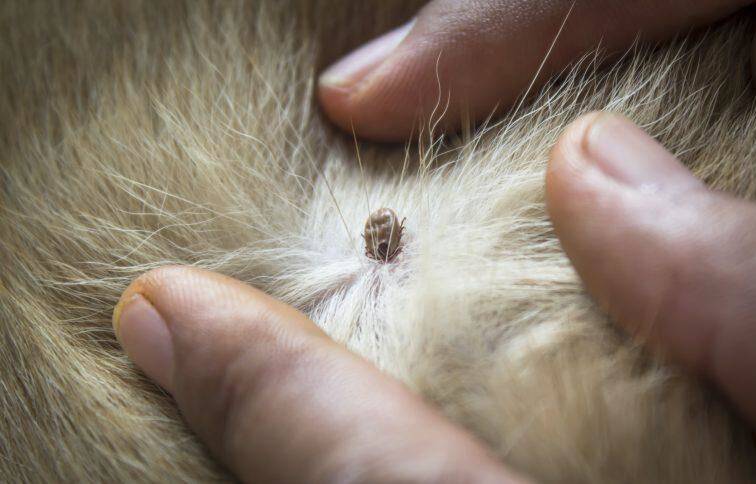 Ehrlichiosis is spread through brown dog ticks. Picture: Hillcrest Animal Hospital.