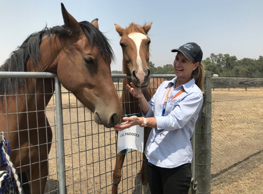 SHORT STAY: Equine trainer Rhonda McCallum has co-ordinated emergency housing for horses evacuated from fire-affected properties over the last 10 days at GOTAFE Wangaratta, where paddocks are used for courses.