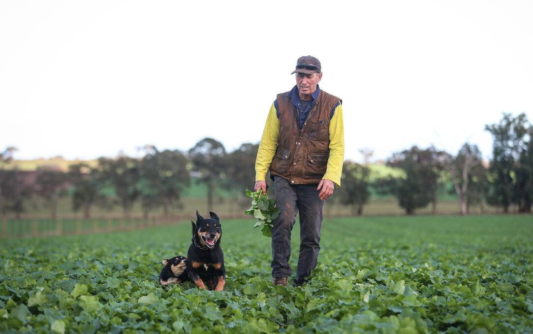 HEALTHY: Gary Drew with his dogs Ellie and Max inspect the canola at 'Northwood' in Brocklesby that has benefited from this week's rainfall. Outlooks suggest NSW will produce above-average crops. Picture: JAMES WILTSHIRE