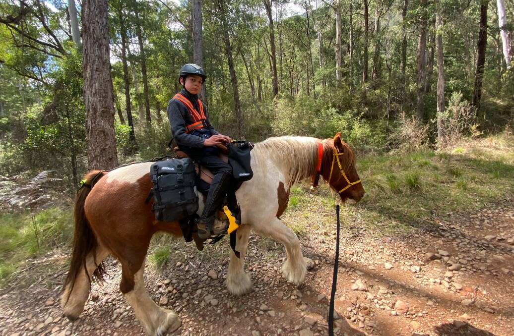 Angel and Pippin - the service horse who has helped the young Beechworth boy in managing his cerebral palsy.