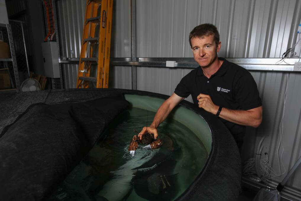 SAVED: Fish ecologist Lee Baumgartner with one of 37 Murray crayfish at Charles Sturt University's aquatic research facility. The crayfish were rescued from below the weir wall, in poor health. Picture: TARA TREWHELLA