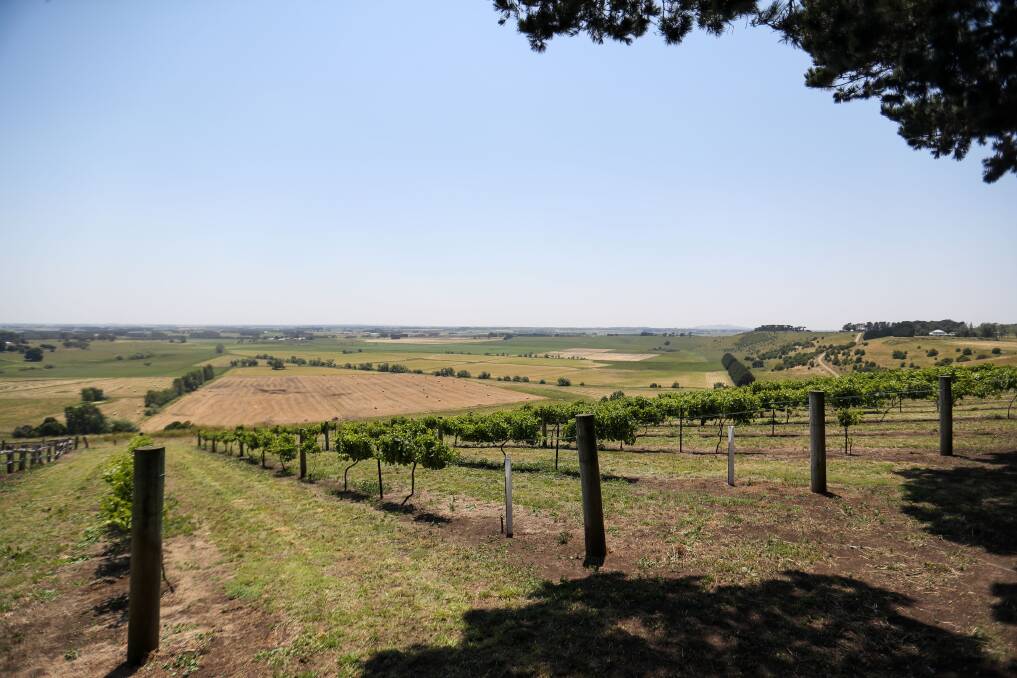 Vineyard: This will be the view from the new cellar door and function room. Picture: Morgan Hancock