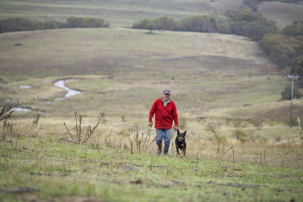 Roslyn grazier Ken Wheelright, pictured with his kelpie Ned, said that the paddocks on his property had greened rapidly following recent rains. Picture: Sitthixay Ditthavong