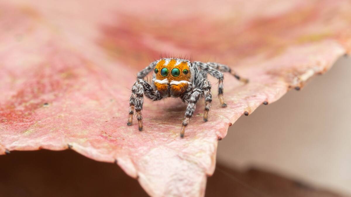 A species of peacock spider, the maratus nemo, was one of 16 new species discovered in 2021. Picture: Joseph Schubert