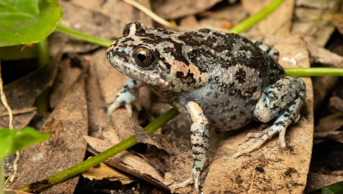 The Mahony's Toadlet, or uperoleia mahonyi, was listed as endangered in 2021. Picture: Wes Read