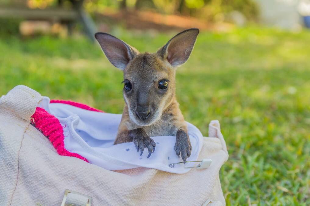 KANGAROO CARE: A tiny orphaned joey is now in the care of a WIRES volunteer. 