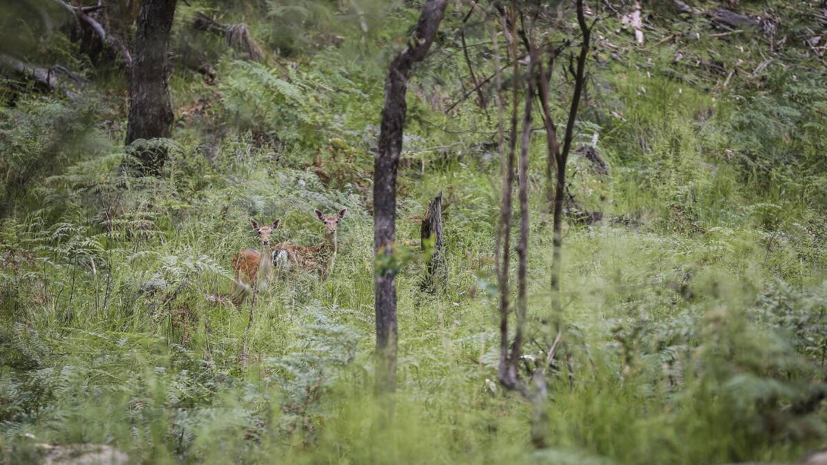 CSU researcher Dr Jennifer Bond to examine human-deer conflict in new study