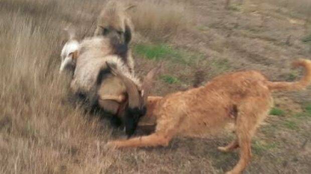 A large goat is attacked by three dogs, in a Snapchat video found on Kennedy's phone. Photo: County Court