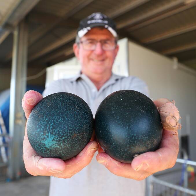The dark emerald eggs equate to about eight chicken eggs. 