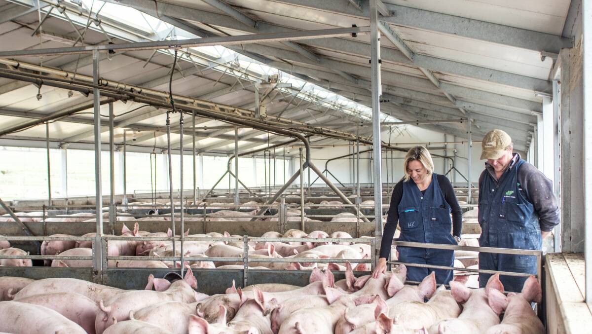 Riverina pig farmers on alert after rare virus detected in NSW