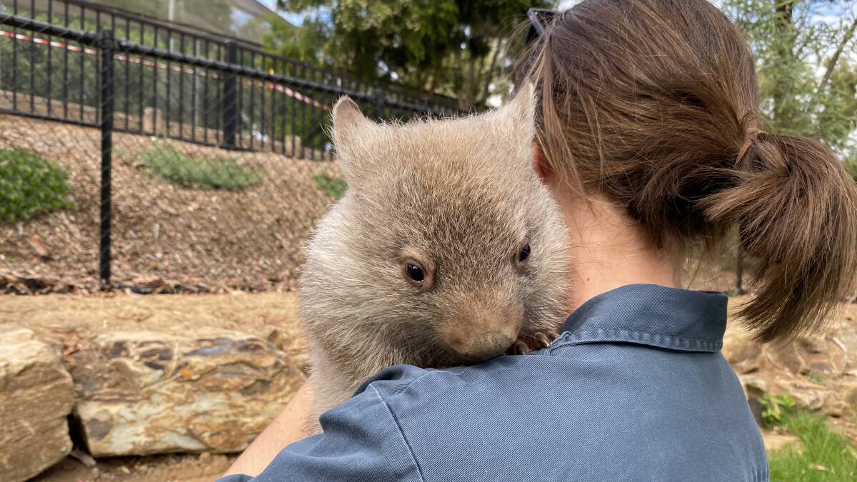 ADORED: Russell quickly became a fan favourite after arriving at the Wagga Zoo & Aviary in late 2020. Picture: Daina Oliver