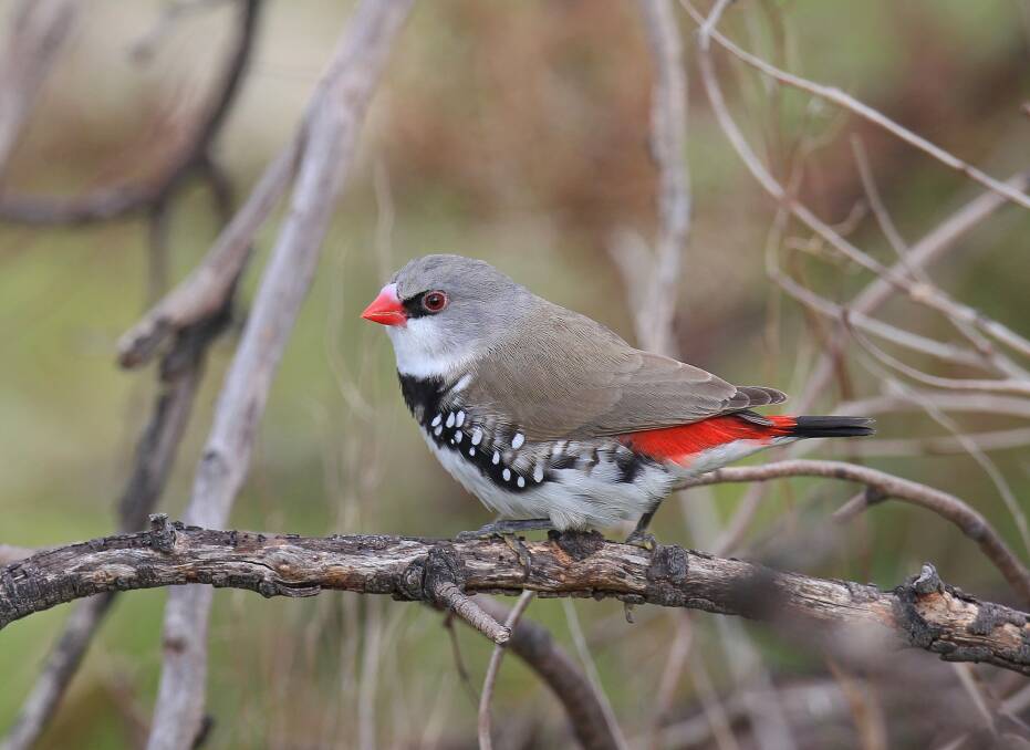 SPECTACULAR: This striking diamond firetail was spotted in the Holbrook area recently. Picture: Peter Merritt