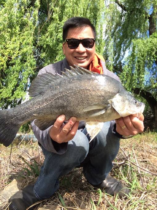 SENSATIONAL: Johnny Phung caught this beautiful 2kg golden perch on the Murray River last weekend. If you would like to share your catch, send your fishing pics along with a few details to 0475 947 279 or 0475 953 605. 