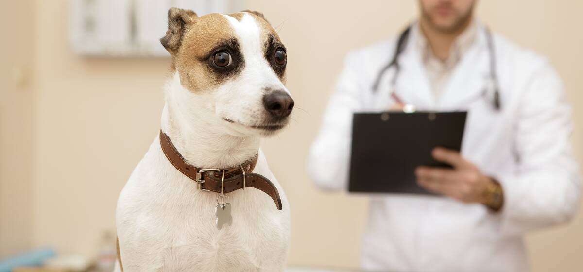 Bringing your pet in to the vet's clinic