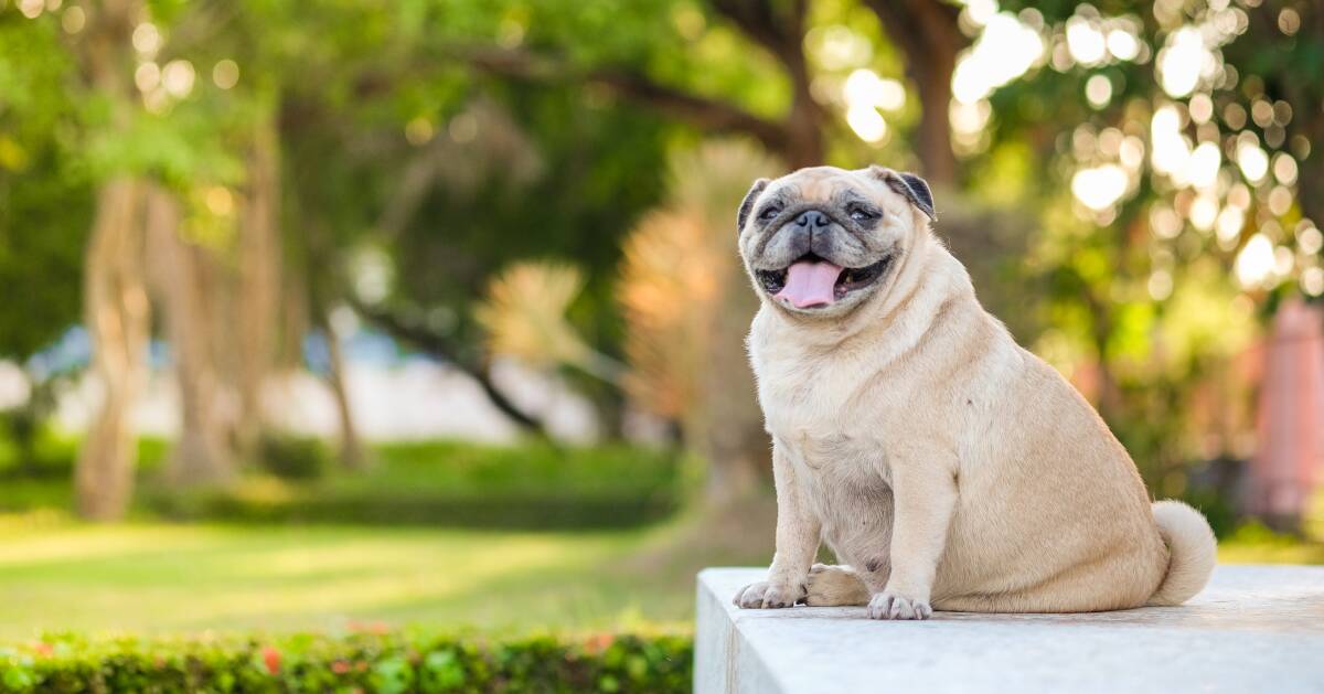 WEIGHTY ISSUE: There are several risk factors for diabetes in pets and people and obesity is one of them. The correct diet can help prevent and manage the disease.