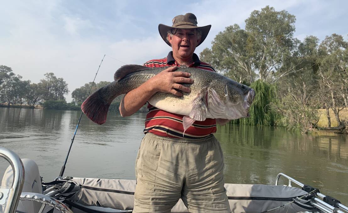 SENSATIONAL CATCH: Ian Burrowes of Walla Walla and Terry Creed of Melbourne caught and released this great looking 97cm cod while fishing the Murray.