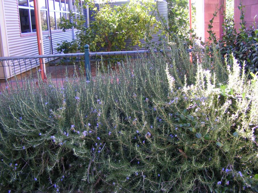 VERSATILE: A rosemary hedge on the grounds of Wodonga TAFE. Rosemary is a hardy plant which is both ornamental and functional, with a wide range of culinary, medicinal and beauty applications.