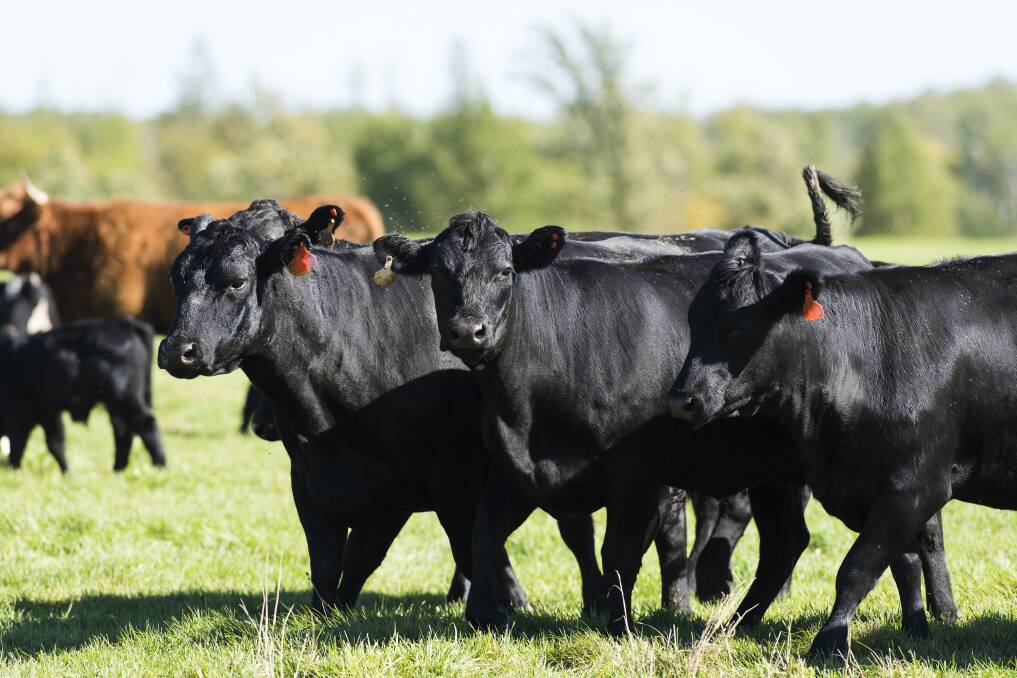 It's time to beef up angus certification