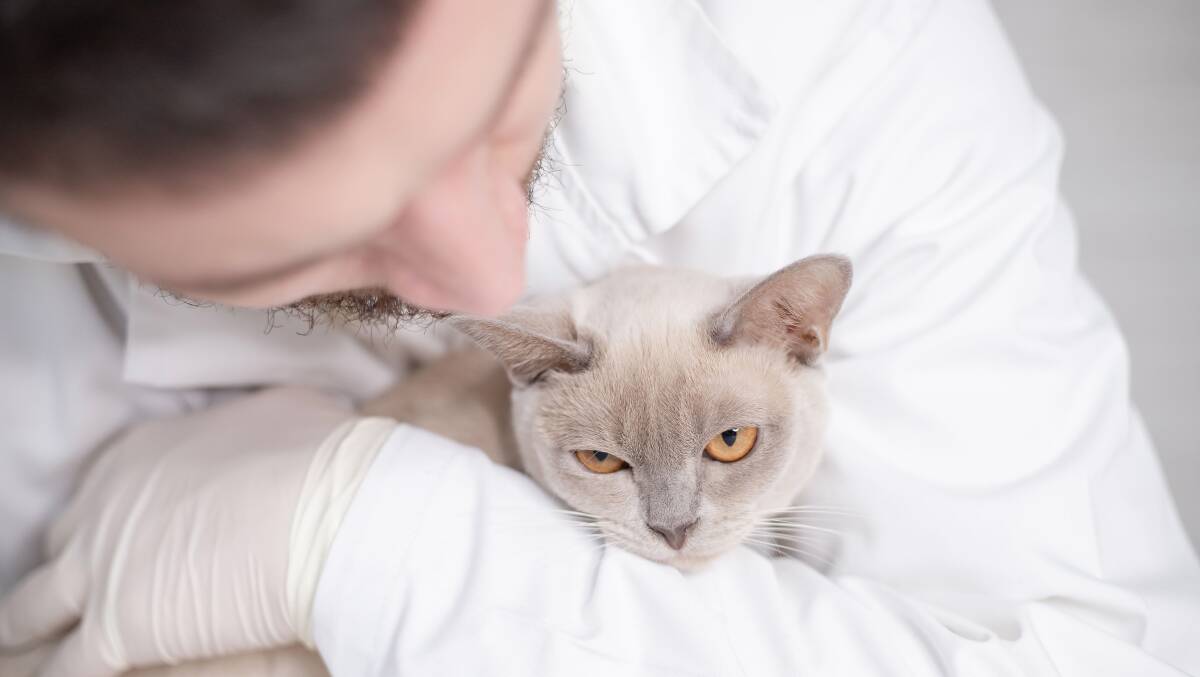 CONCERN: Cats that are dealing with ongoing stress can easily develop potentially serious health issues including inflammation of the bladder. Picture: Shutterstock