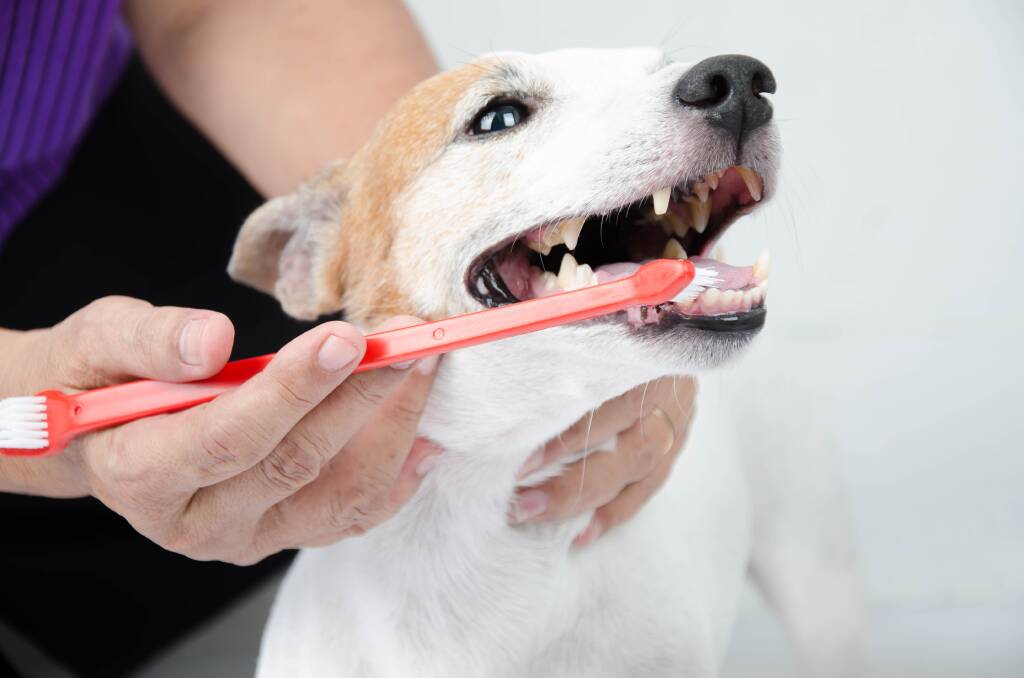 Why regular checks are increasingly vital as our pets age