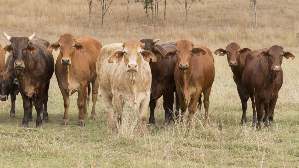 WISDOM: Livestock producers need to step back, take a proper look and consider the possible options as they wait for the autumn rain to arrive. Picture: Shutterstock