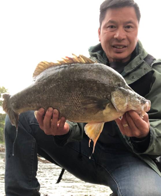 SENSATIONAL CATCH: Keen reader JP nailed this decent-sized golden perch while fishing in the Murray River recently. Don't forget to send your pictures, along with a few details, to 0475 947 279. Pictures: Supplied