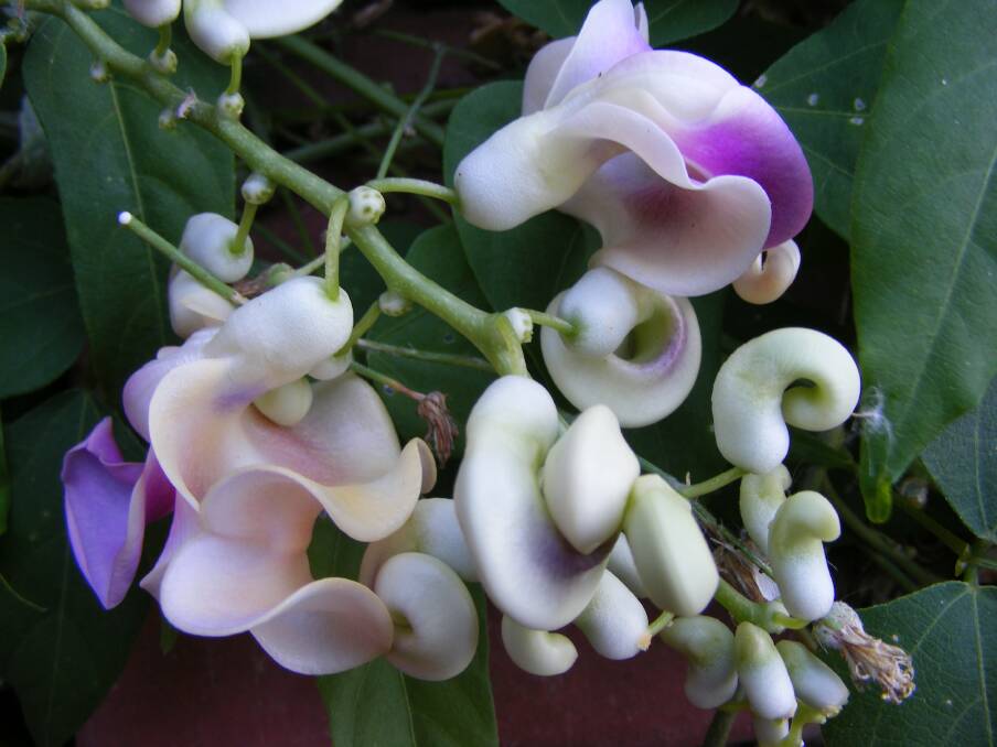 Scented curls: The Snail Creeper emits a lovely fragrance that will be a great addition to any garden.