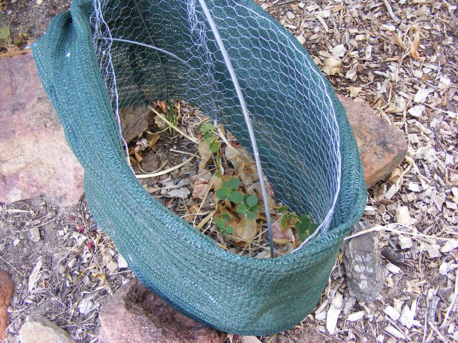 PROTECTION: Chicken wire and shade cloth make a great protective measure against extreme heat. The newly planted caper plants are doing well, even after days of 40-plus temperatures.