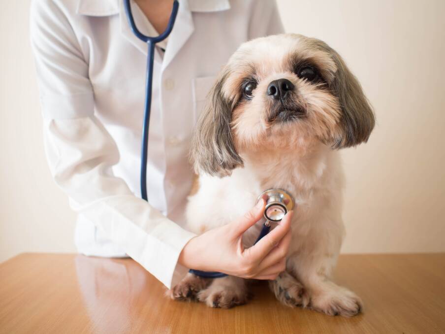 LISTENING IN: When heart disease is diagnosed in your dog, the vet will assess the severity and treat accordingly.