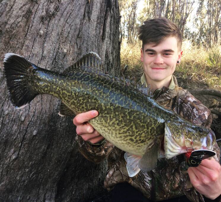 RELEASED: Connor Heir shows off a nice cod he caught on a Kuttafurra mudhoney while fishing the Murray River. Elsewhere, there's only 21 sleeps until the Victorian trout season opens, and at this stage it’s looking great.