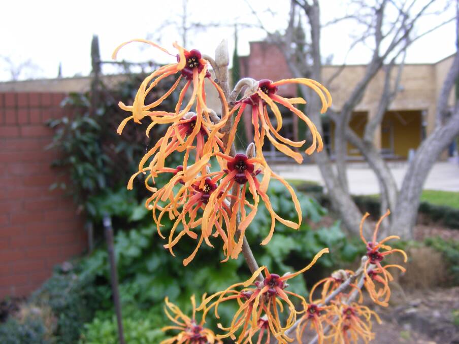 MAGICAL: Hamamelis x intermedia ‘Jelena’ is one of two witch hazels in the Wodonga TAFE gardens. Although less aromatic than Pallida, these stunning coppery-orange flowers brighten winter gardens. 