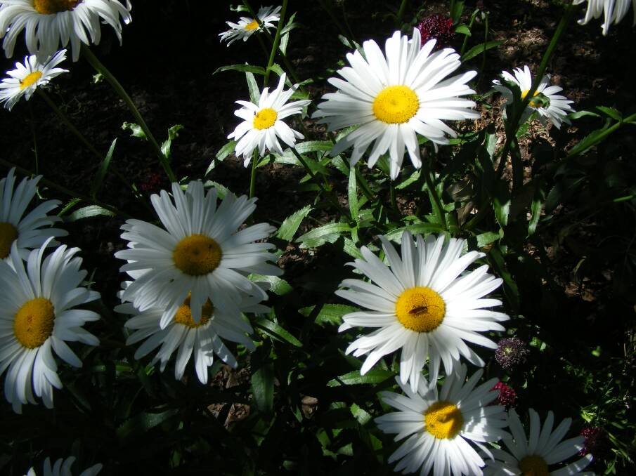 OUT THERE: The Shasta daisy is a real exhibitionist in the garden, with its bright blooms. This is a plant which thrives in the garden or can be a spectacular addition to a pot.