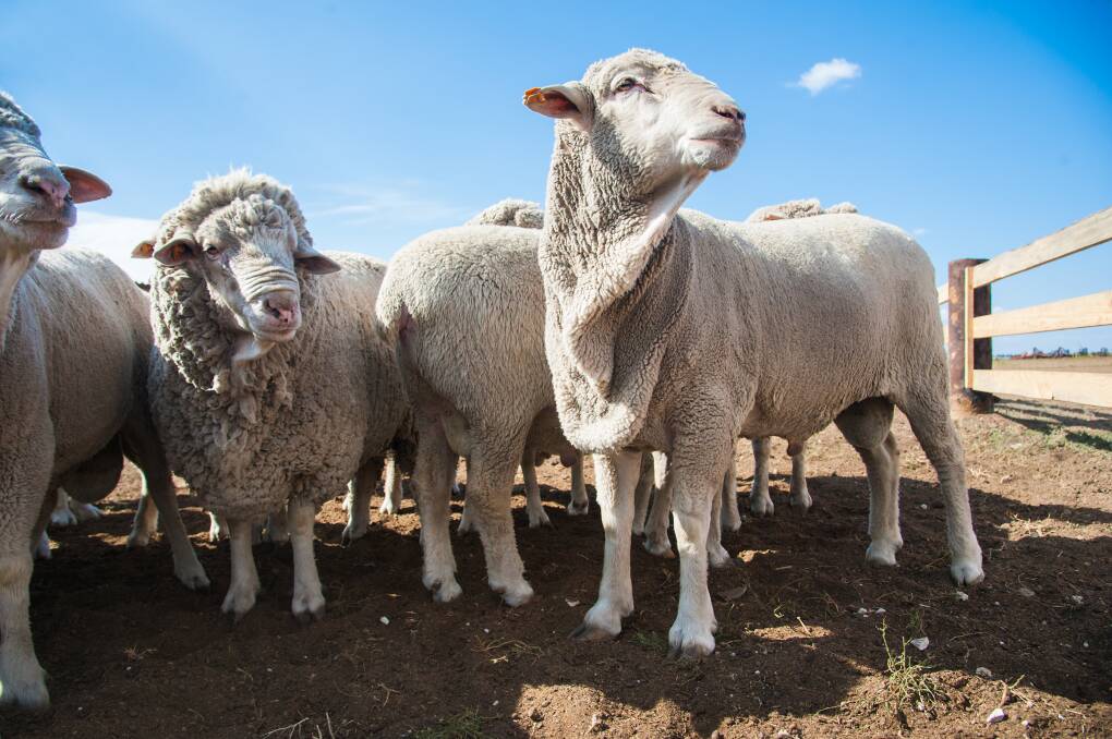 DUTY OF CARE: Not feeding your animals during drought is not an option, so you need to continually review and asses your livestock situation.
