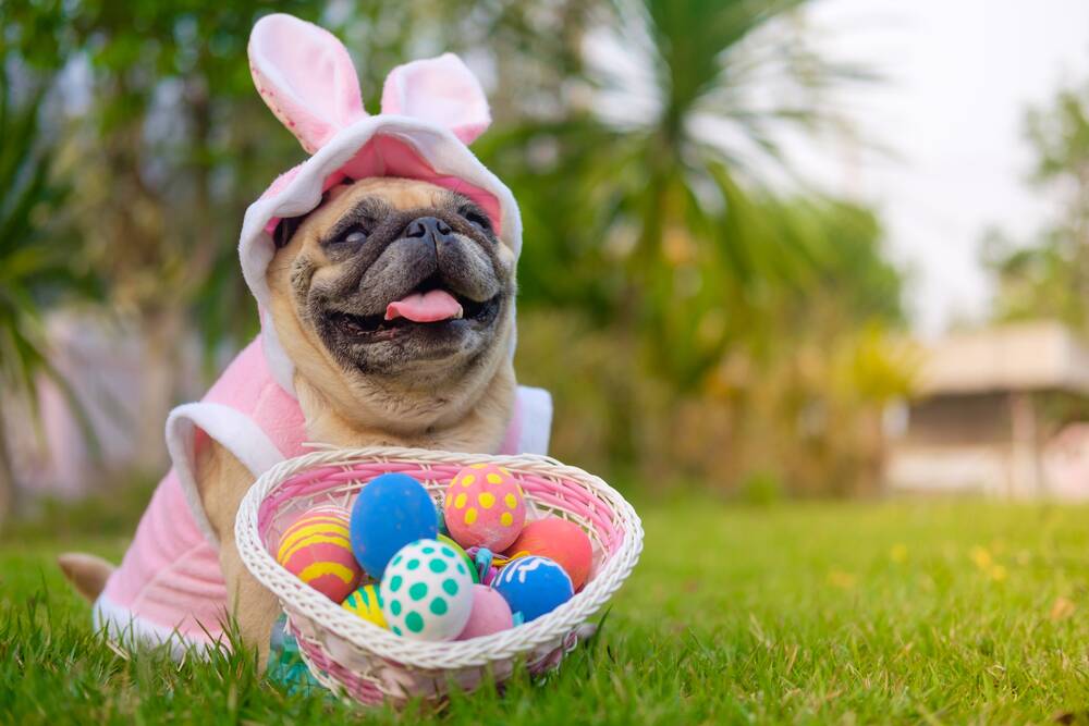  A BIG NO NO: Avoid giving your pets chocolate and hot cross buns at Easter as both can cause serious toxic reactions.