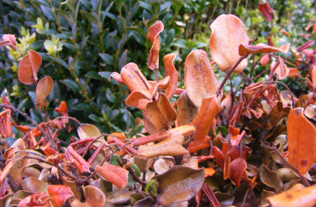 PATIENCE: Frost damage on a Diospyros whyteana hedge - the box hedge behind it wasn’t bothered at all. Many gardeners want to prune damaged plants as soon as possible, but Deb Delahunty says they should wait.  