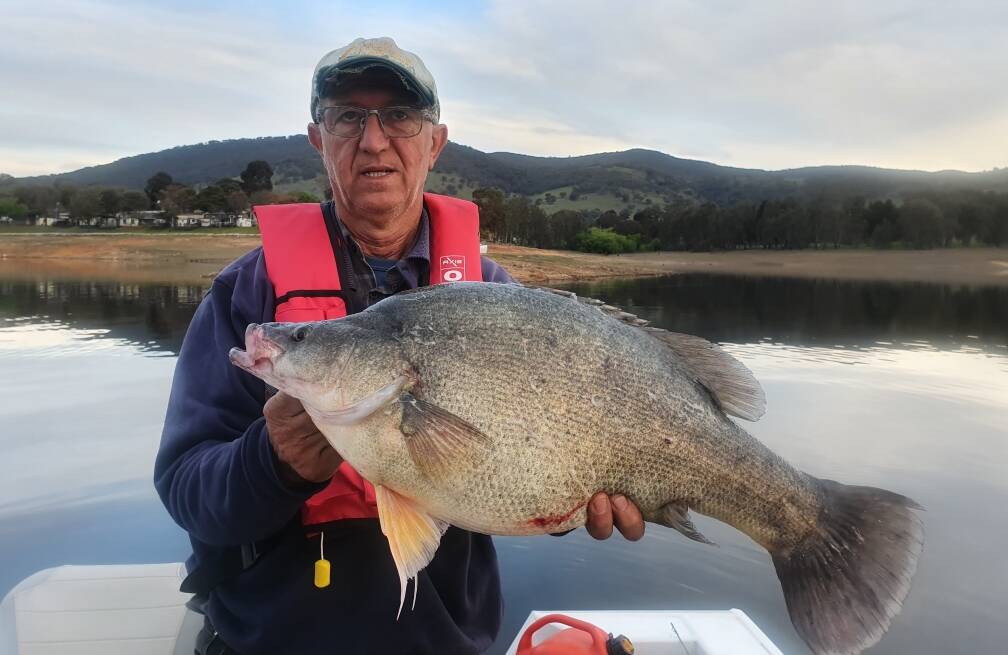 SENSATIONAL: Manny Chessari caught this beauty on a small blade/vibe at Tallangatta. It measured 64cm and weighed in at about 5.5kg. Send your pics to 0475 947 279.