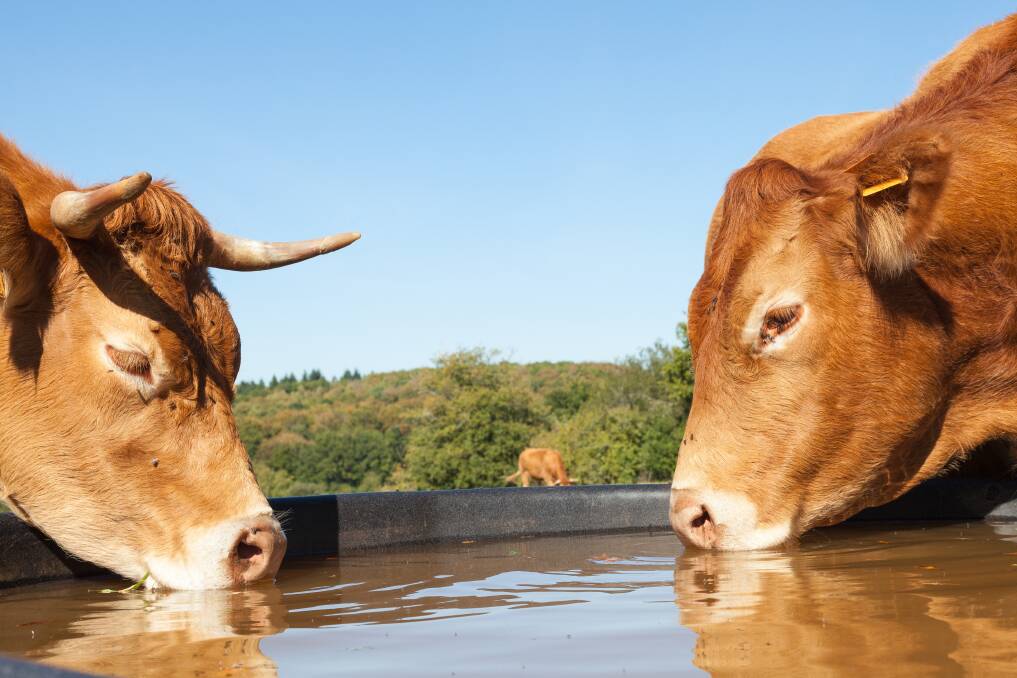QUALITY AND QUANTITY: Providing plenty of fresh water for stock, particularly in dry spells, is a priority for producers and having strategies and processes in place to manage this asset is essential.