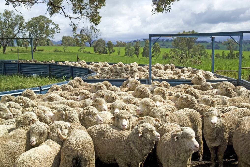 CAREFUL: Landholders should remember there are disease risks involved when introducing stock.
