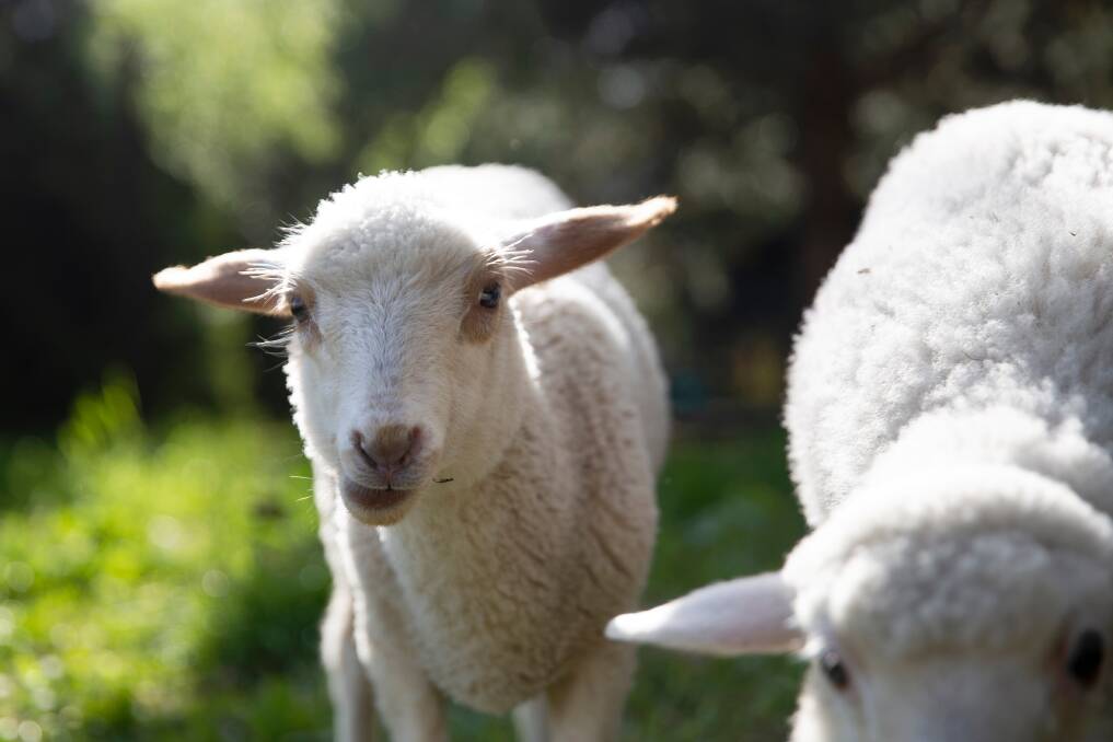 Low survival for iodine deficient lambs