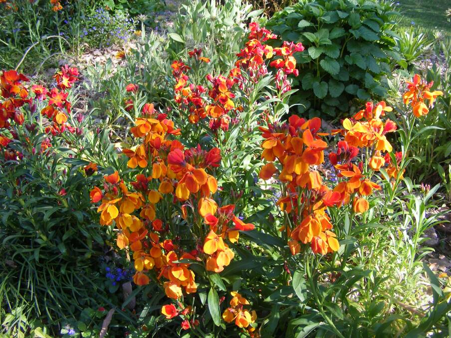 EXHIBITIONIST: Far from being shy, delicate and retiring, the orange wallflower shows off its vivid blooms to brighten any garden. It gets its name from its ability to grow in loose wall mortar.