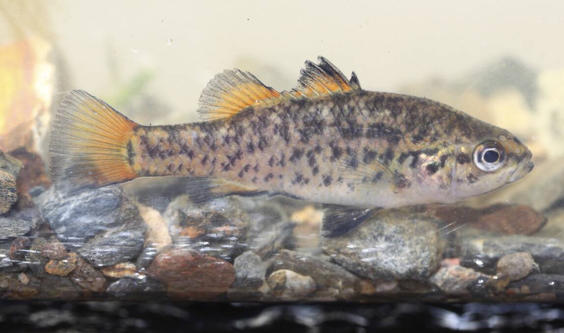 SUPPORT: A recent grant from the NSW Environment Trust has allowed Holbrook Landcare to undertake rehabilitation work to help improve the habitat of the endangered southern pygmy perch. Picture: Luke Pearce