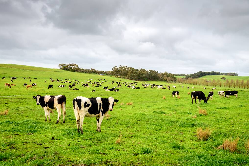BREAKING RANKS: The Nationals' candidate in the Eden-Monaro by-election, Trevor Hicks has called for a Royal Commission into the dairy industry.