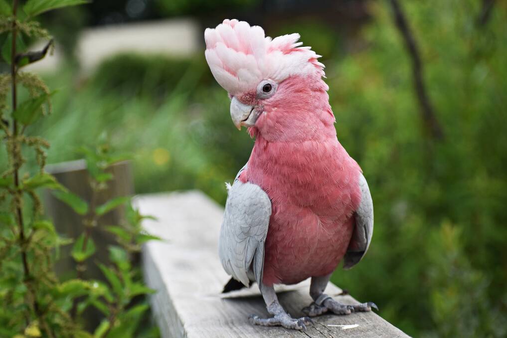 Mate, the news is out: we're a pack of galahs