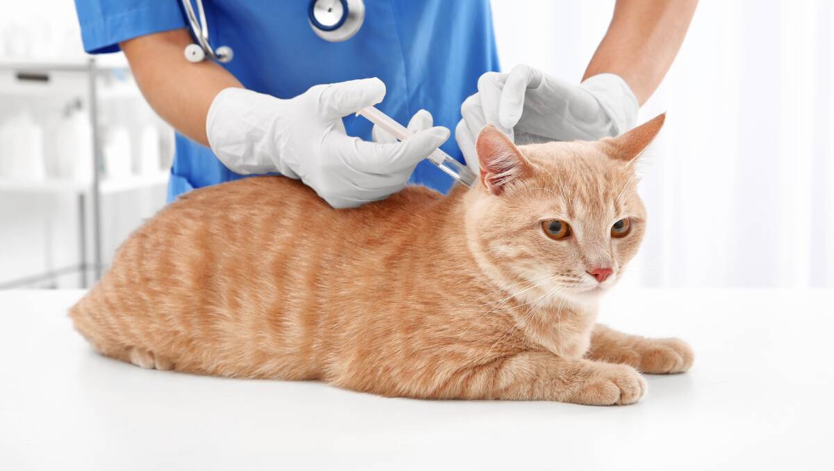 Protecting your cat from feline virus The Border Mail Wodonga, VIC