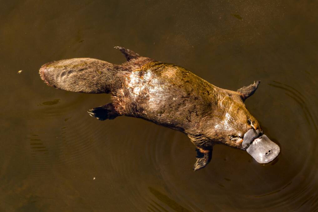 MONITORING: People are being sought to help observe the platypus in its wild habitat. Picture: Shutterstock