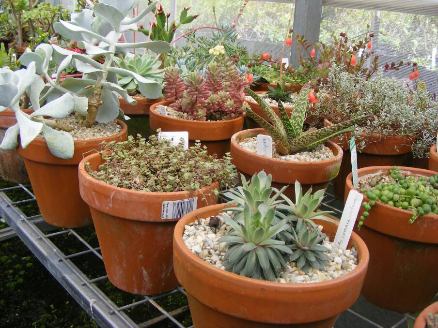 DRAMATIC DIFFERENCE: A selection of succulents at the Wodonga TAFE nursery highlights just how diverse the succulent family is, ranging from the cute to the architectural.