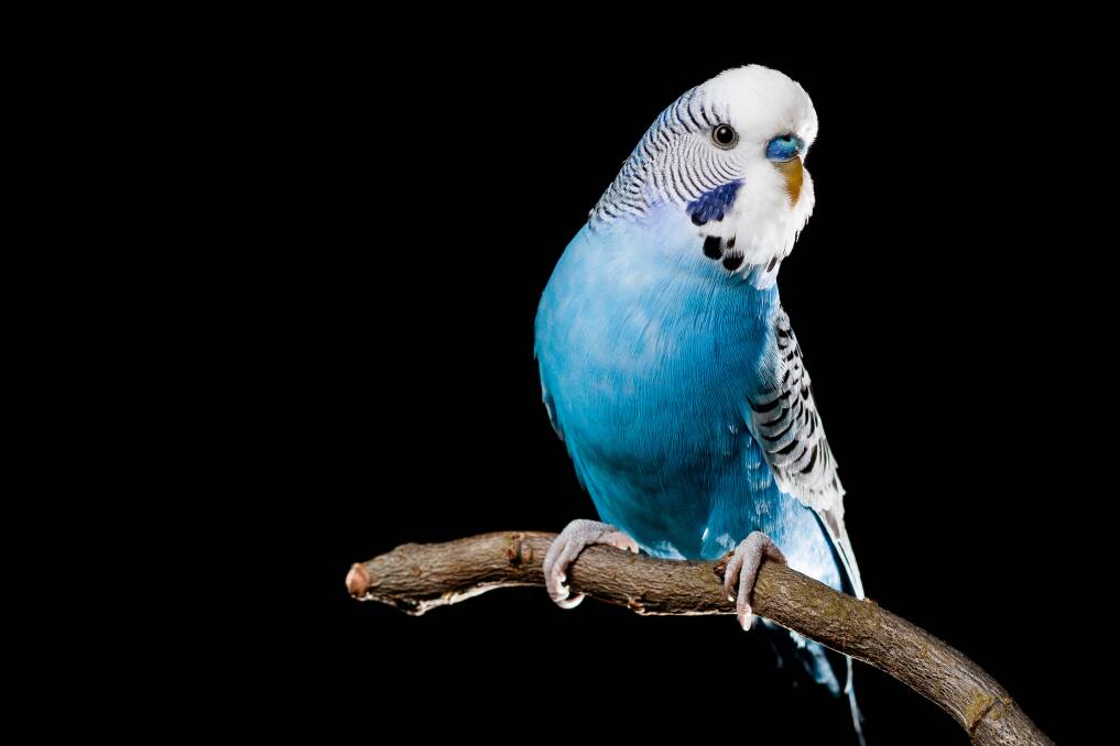 GOOD COMPANY: Budgerigars, which are native to Australia, make good companions because they are gregarious and engaging.