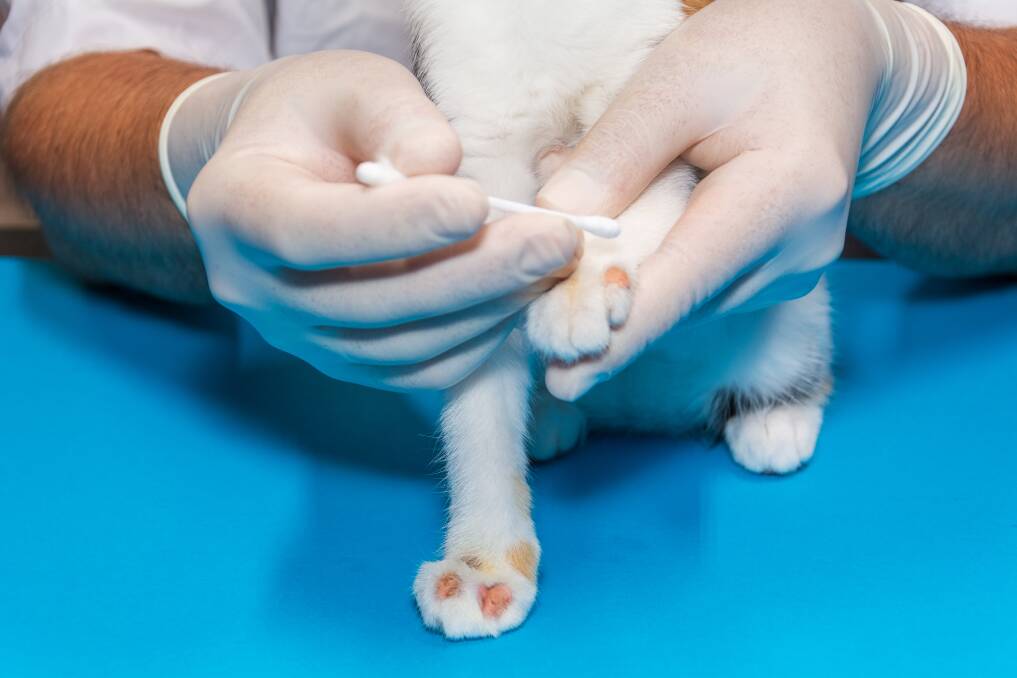 IMPORTANT: Ringworm treatment includes applying a prescribed anti-fungal solution over a number of weeks. Picture: Shutterstock