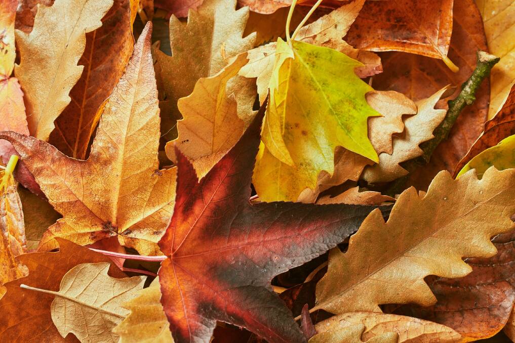 PERFECT: Deciduous trees provide masses of leaves that are great for making compost. Picture: Shutterstock 