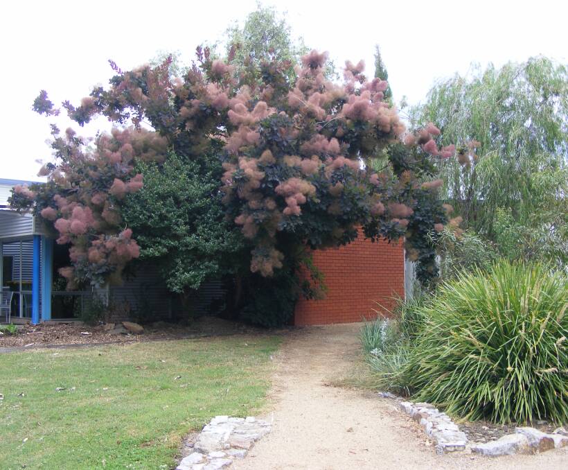 SPECTACULAR: This smoke bush (Cotinus) is growing around another plant at Wodonga TAFE. It's puffy flowers remain quite bright and beautiful, despite being less intense than they were just a couple of weeks ago.